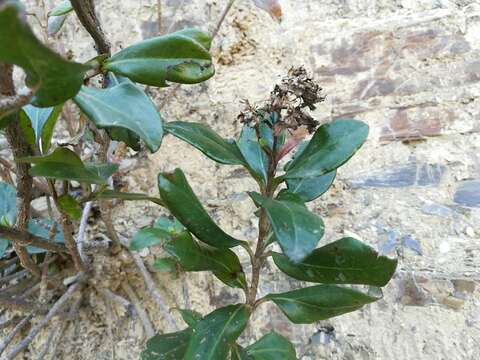 Image of Ageratina viburnoides (DC.) R. King & H. Rob.