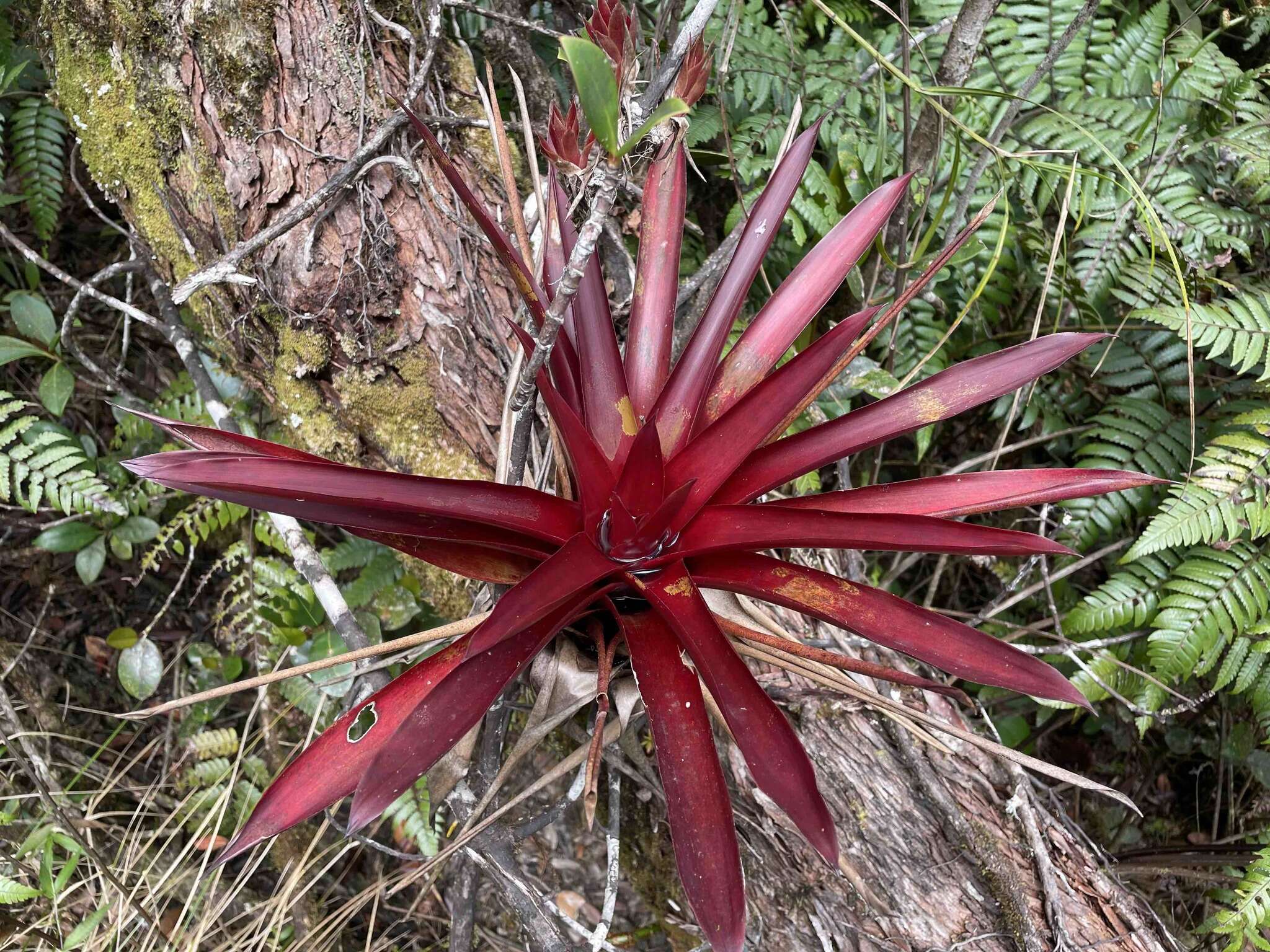 Imagem de Werauhia sintenisii (Baker) J. R. Grant