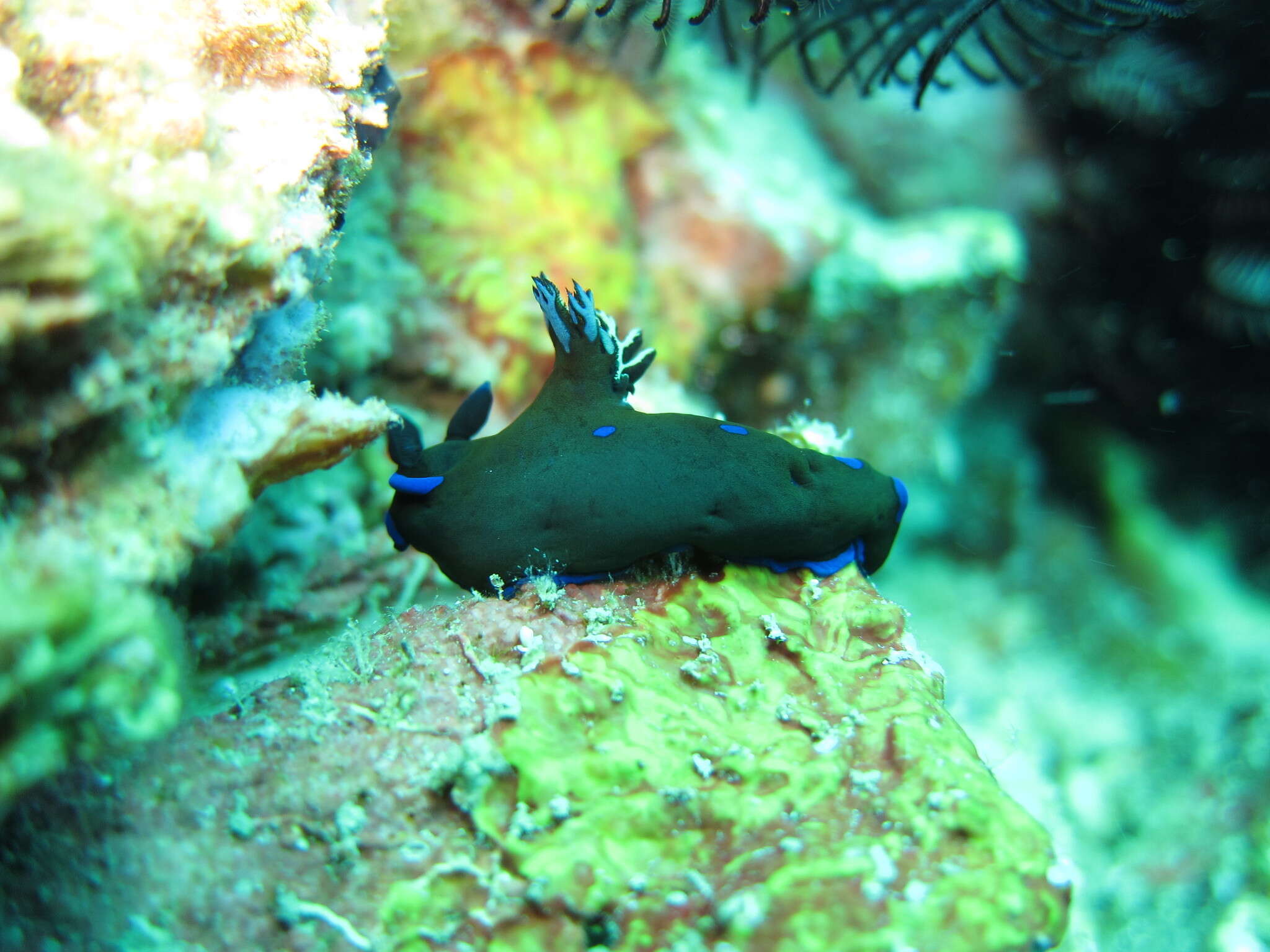 Image of Morose black and blue slug