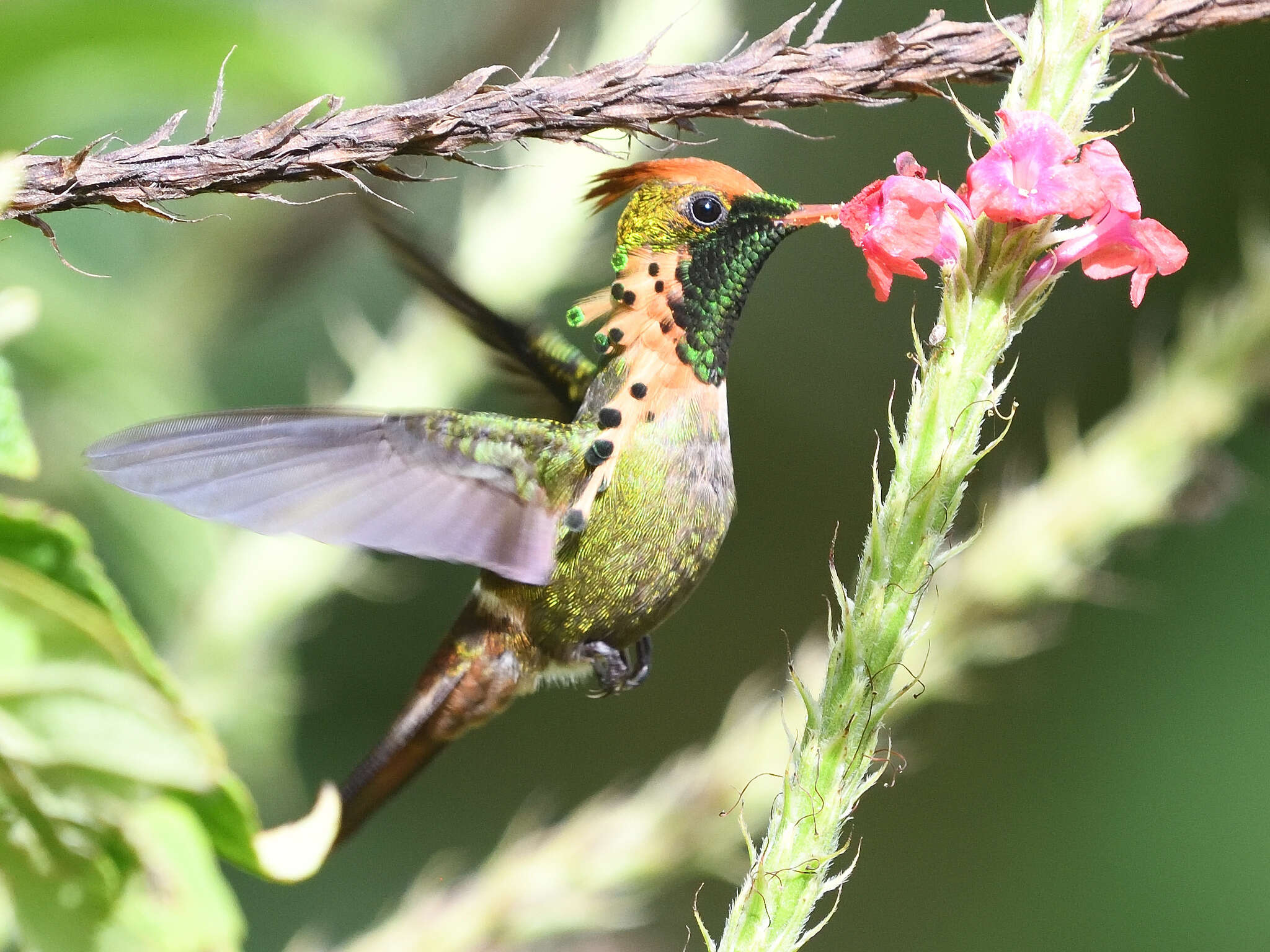 Lophornis ornatus (Boddaert 1783) resmi