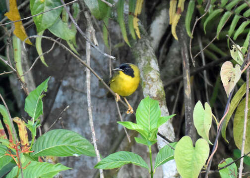 Image of Olive-crowned Yellowthroat