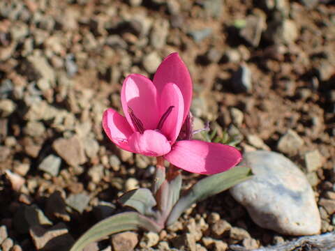 Image of Hesperantha humilis Baker