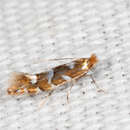 Image of Phyllonorycter auronitens (Frey & Boll 1873)