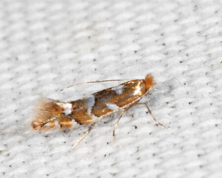 Phyllonorycter auronitens (Frey & Boll 1873) resmi