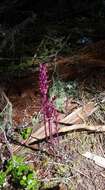 Image of Pacific coralroot