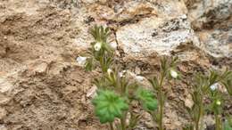 Image of roundleaf phacelia