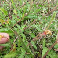 Imagem de Oenothera laciniata Hill