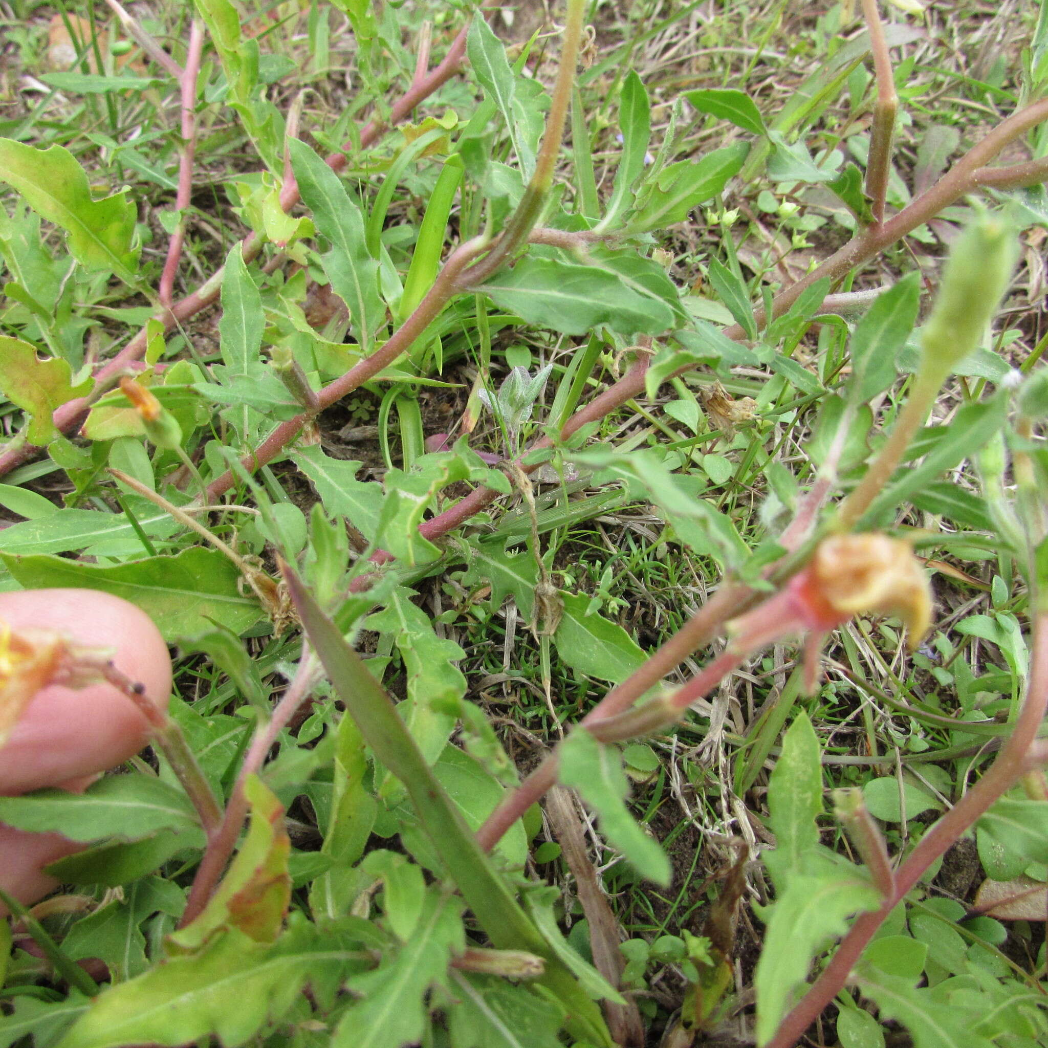 Imagem de Oenothera laciniata Hill