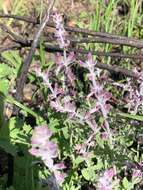 Image of Syncolostemon teucriifolius (Hochst.) D. F. Otieno