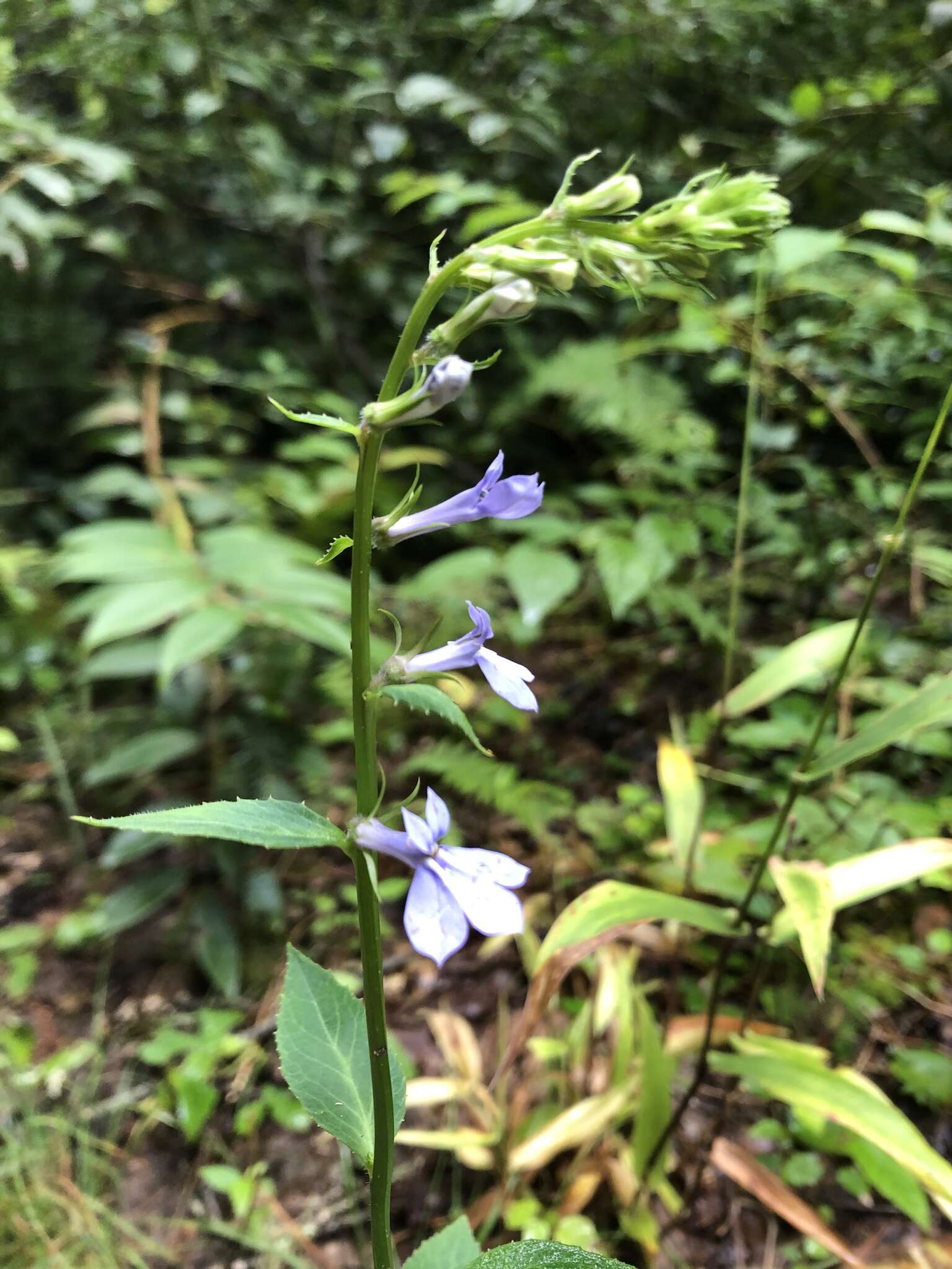 Image of southern lobelia