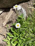 Image de Erigeron garrettii A. Nels.