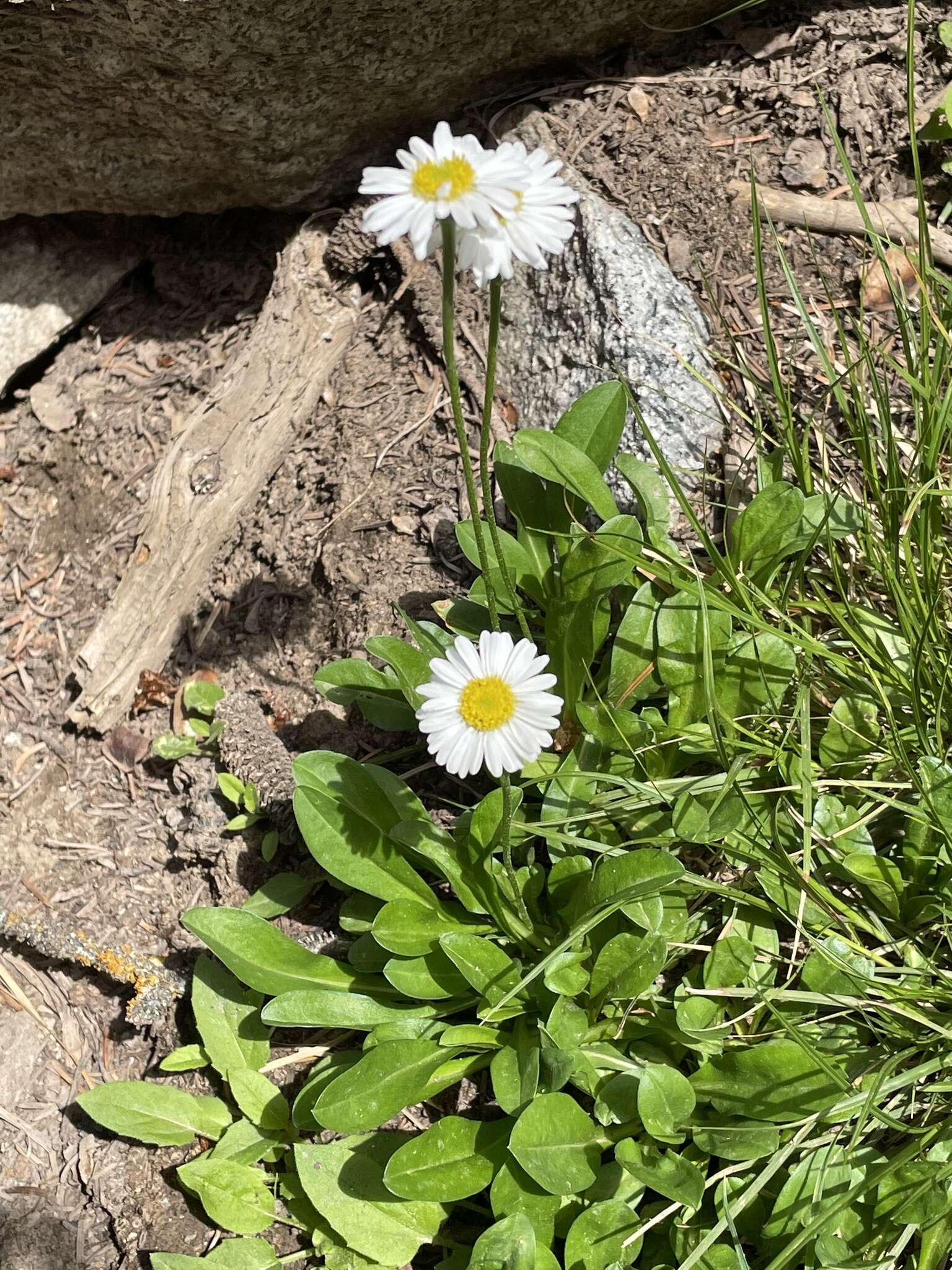 Image de Erigeron garrettii A. Nels.