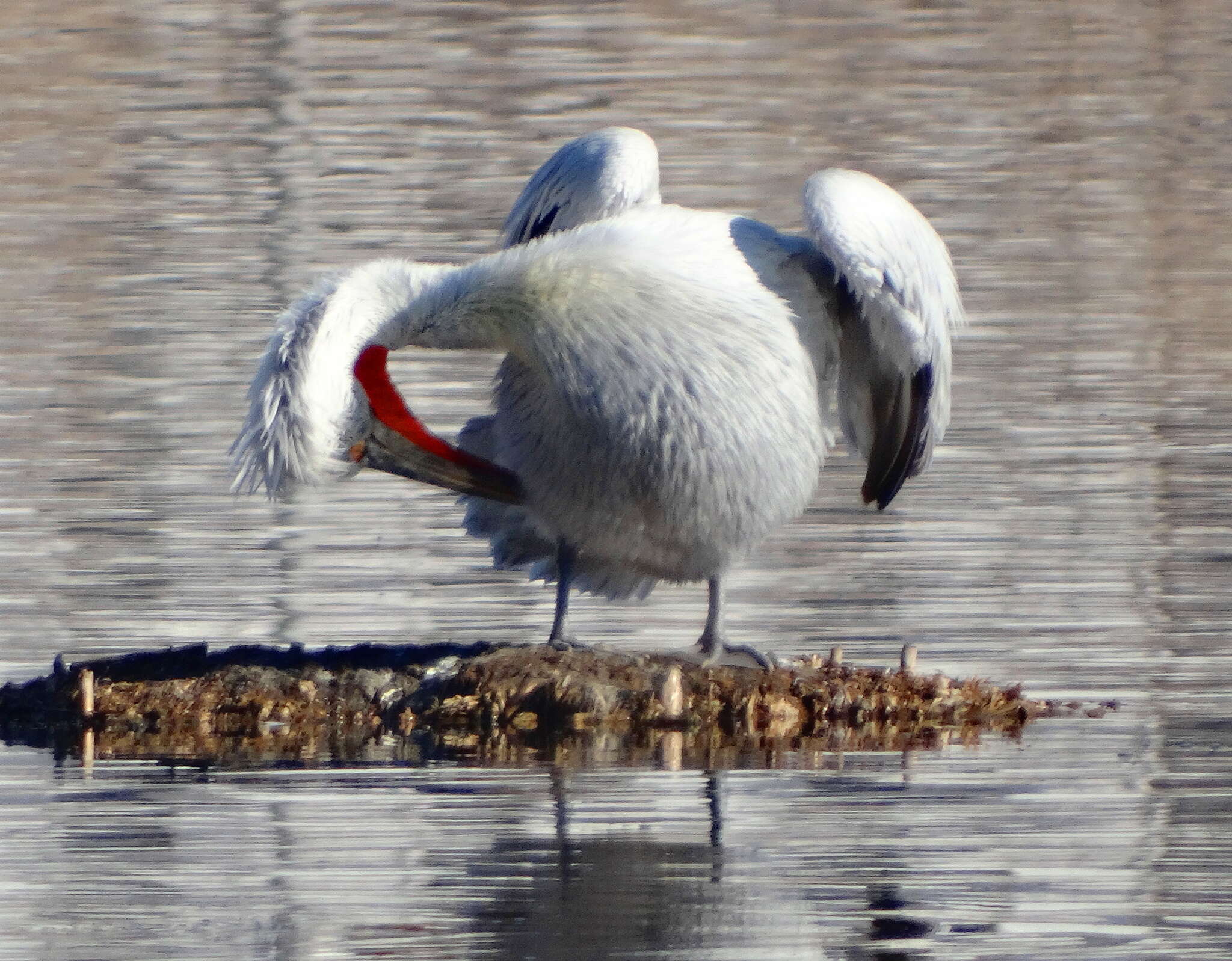 Image of Dalmatian Pelican