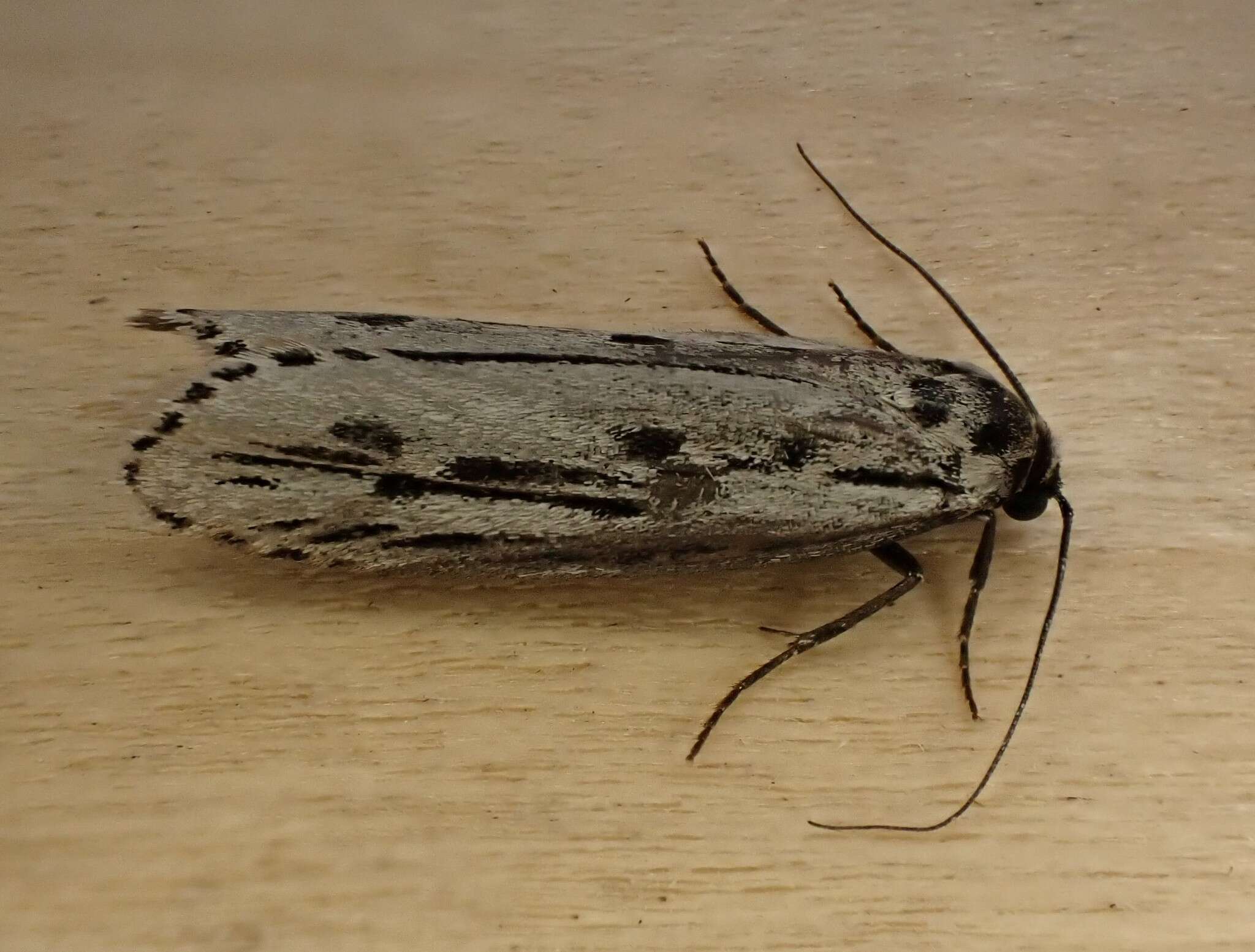 Image of Gray Ethmia