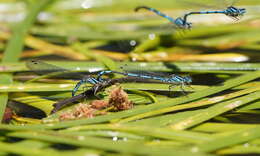 Image of Austrocoenagrion lyelli (Tillyard 1913)