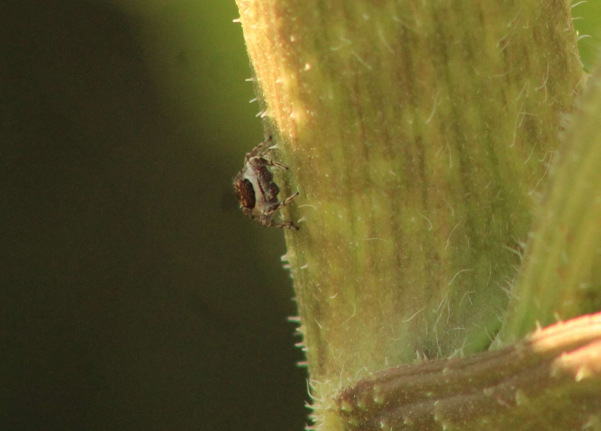 Image of Habronattus conjunctus (Banks 1898)