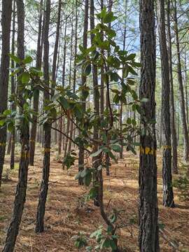 Imagem de Arbutus madrensis M. S. González-Elizondo