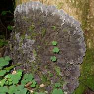 Image of felt lichen