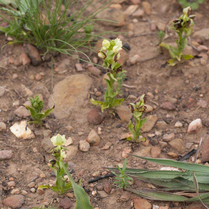 Pterygodium alatum (Thunb.) Sw. resmi