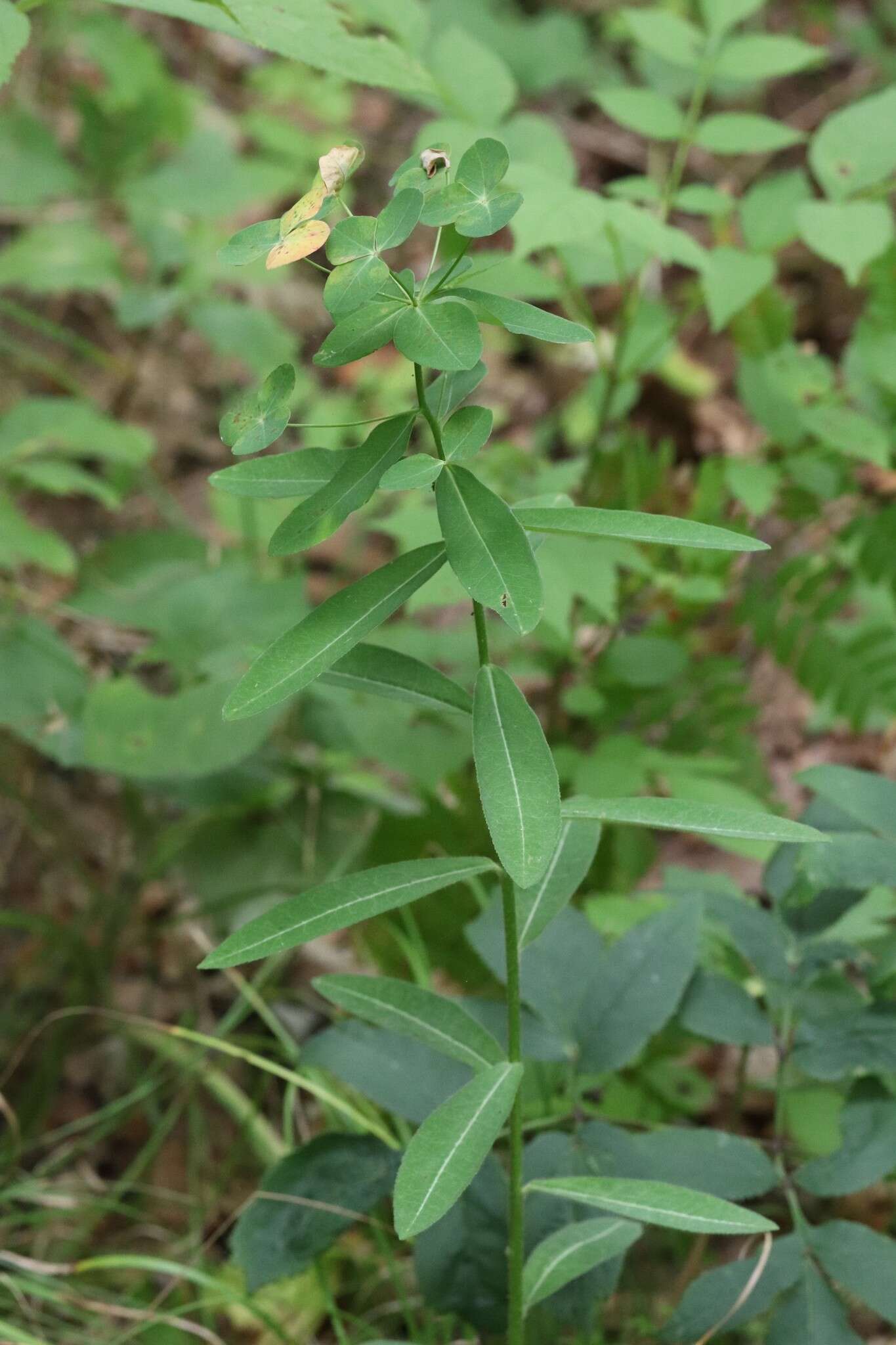 Слика од Euphorbia lucorum Rupr.