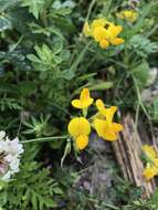 Image of bird's-foot trefoil