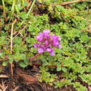 Image of Trifolium cryptopodium A. Rich.