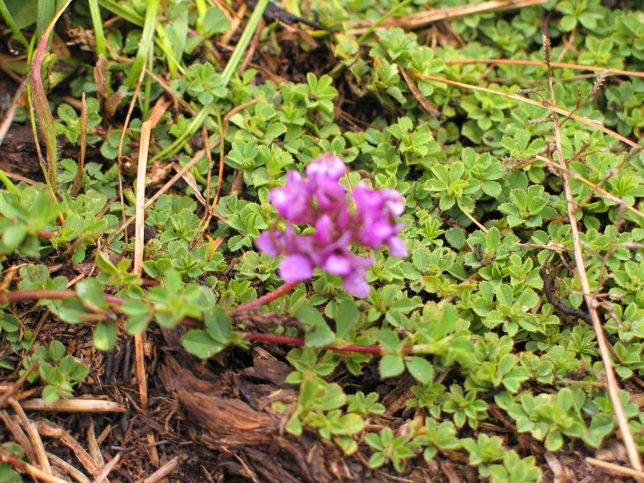 Image of Trifolium cryptopodium A. Rich.