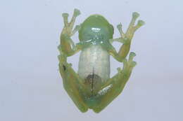 Image of Espadarana durrellorum (Cisneros-Heredia 2007)