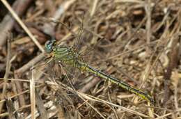 Image of Western Clubtail