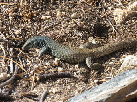 Image of Aspidoscelis tigris tigris (Baird & Girard 1852)