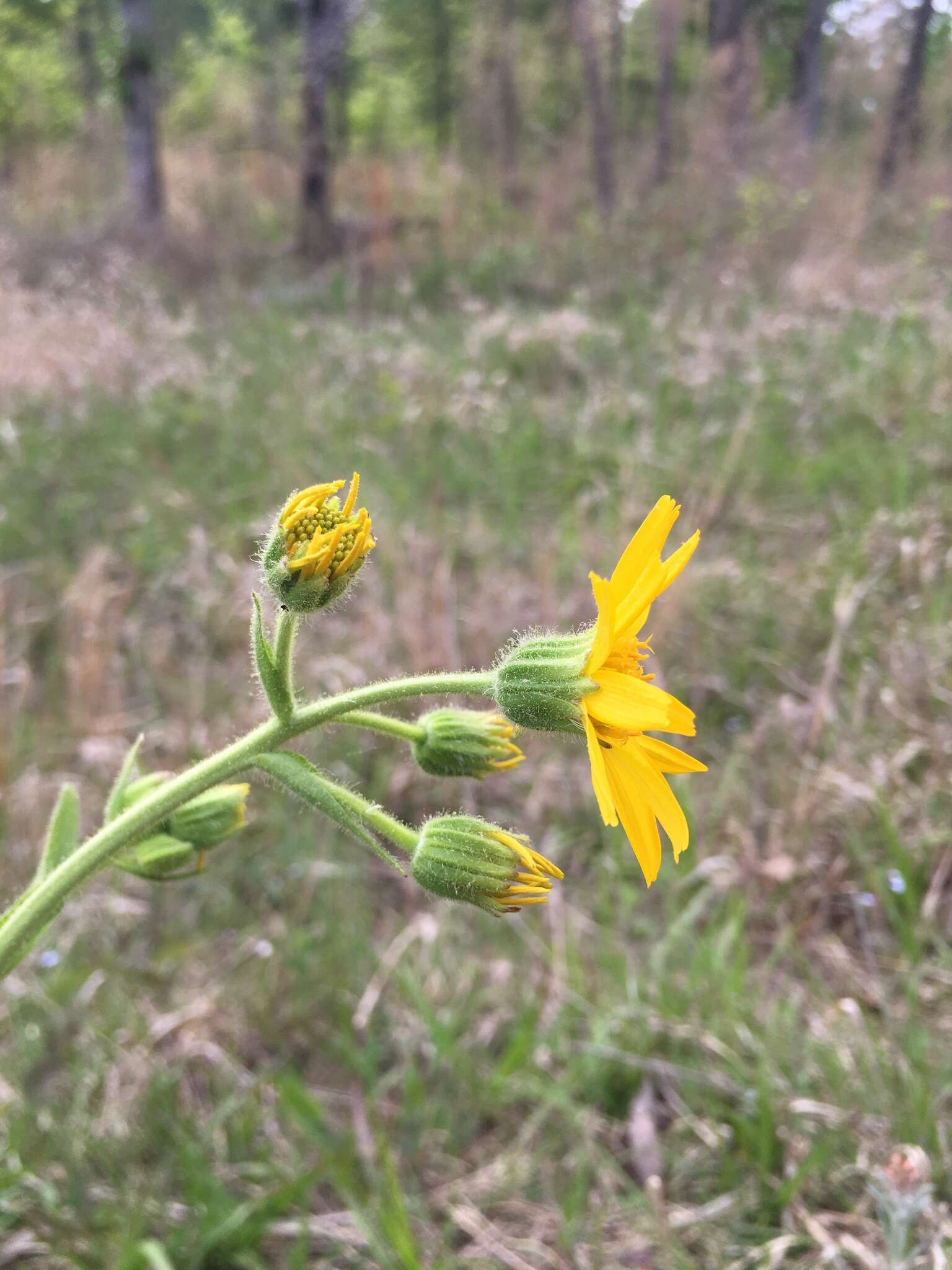 Image of Common Leopardbane