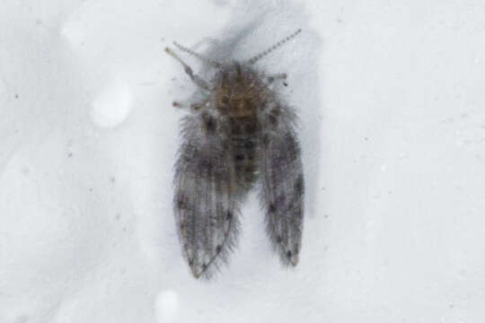 Image of Moth fly