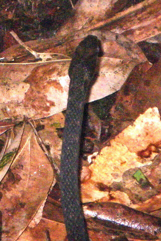 Image of Seychelles Wolf Snake