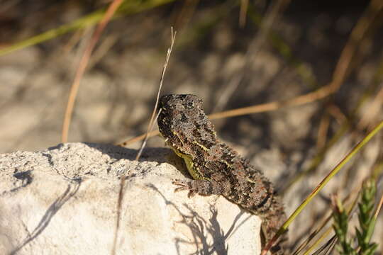 Image de Tympanocryptis petersi