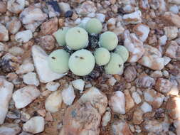 Image of Conophytum calculus (Berger) N. E. Br.