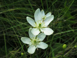 Image of fen grass of Parnassus