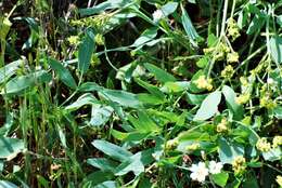 Image of barestem biscuitroot