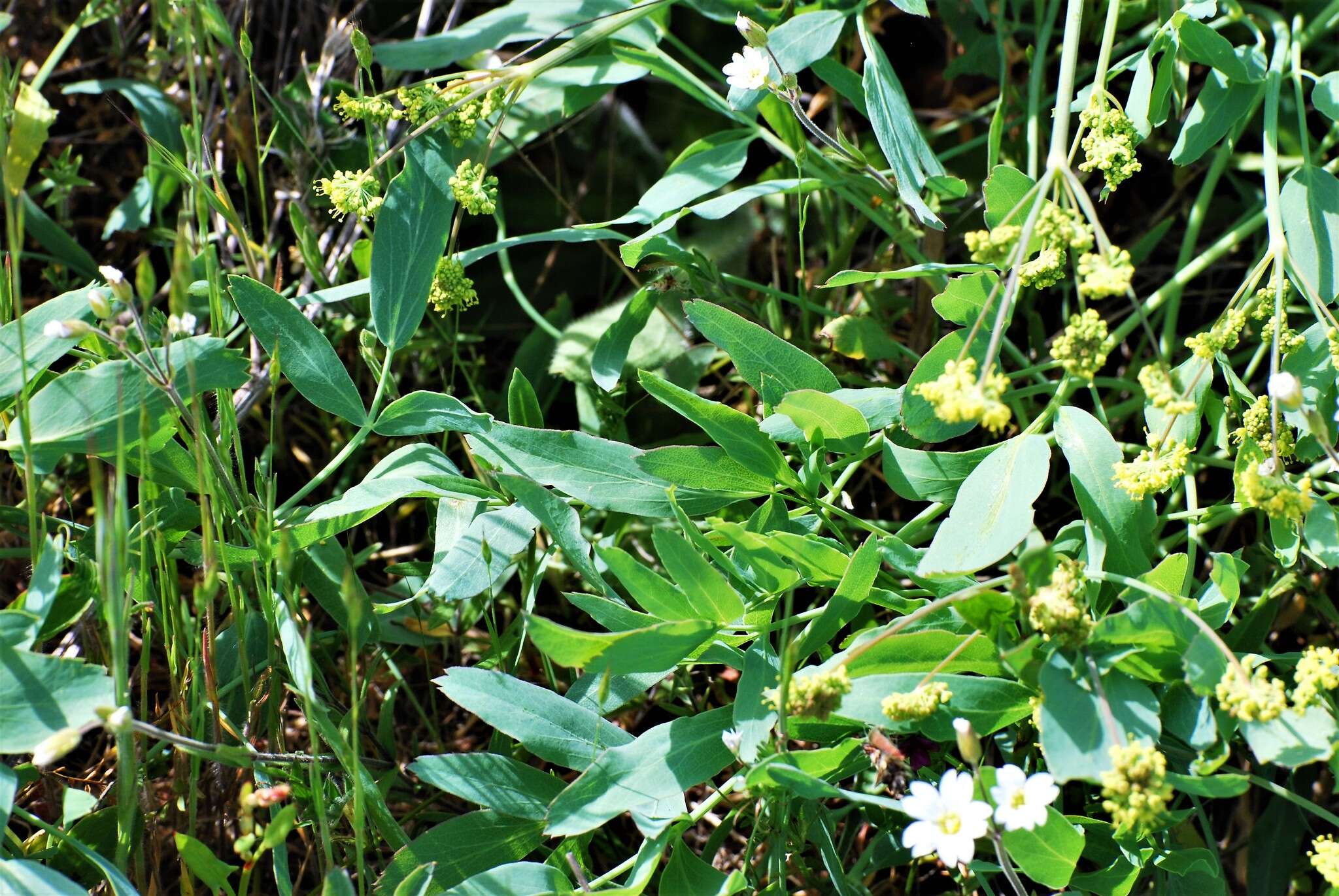 Image of barestem biscuitroot