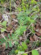 Image of elegant milkvetch