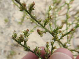 Image of threeflower snakeweed