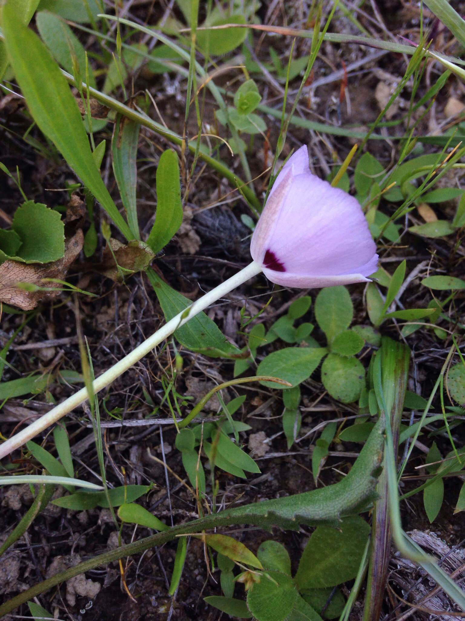 Calochortus uniflorus Hook. & Arn. resmi