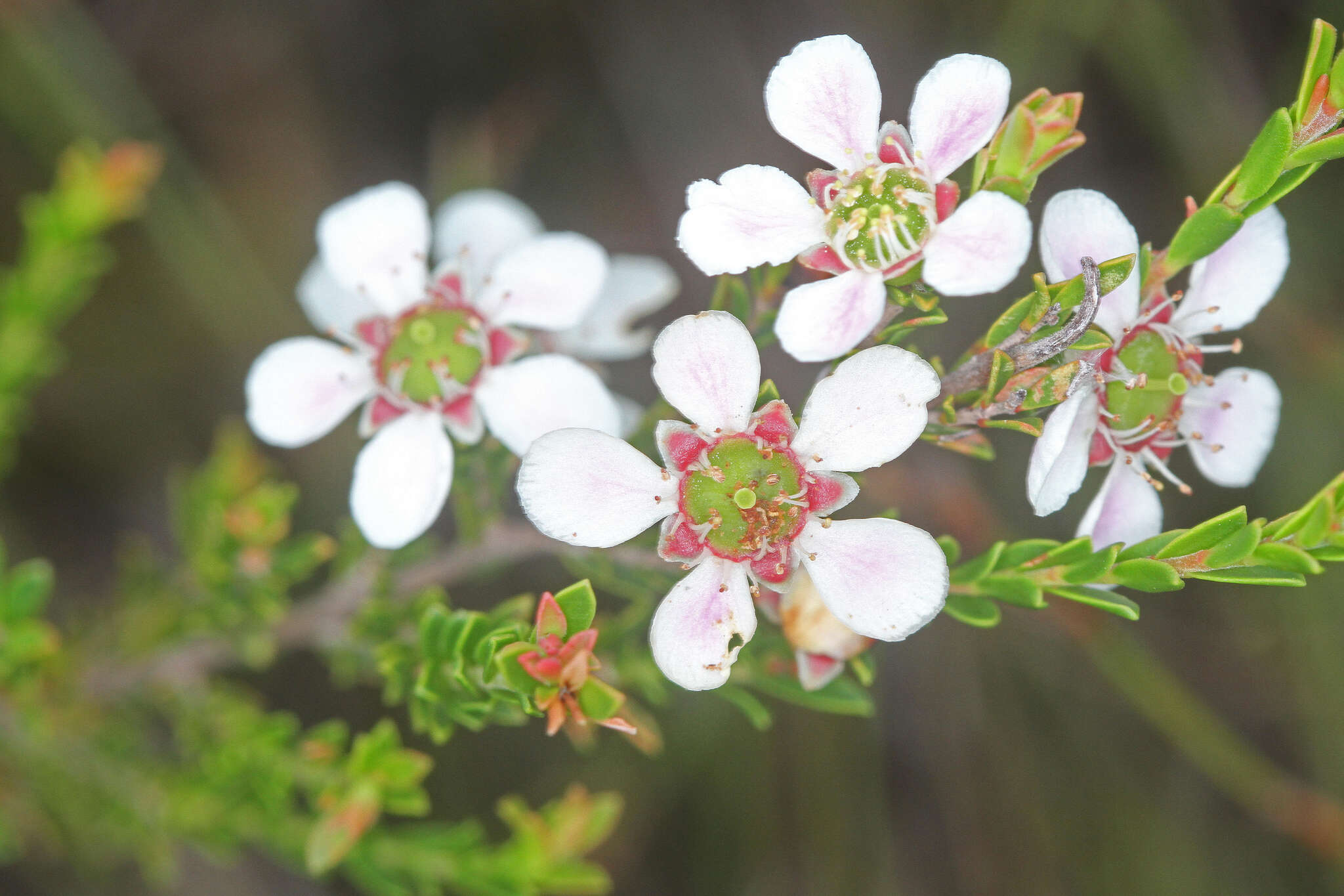 Sivun Leptospermum liversidgei R. T. Baker & H. G. Smith kuva