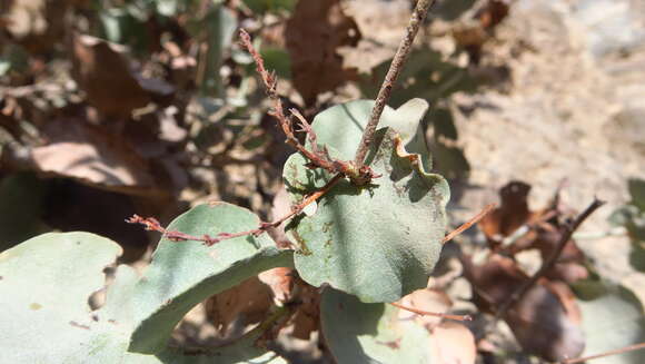 Image of Dyerophytum indicum (Gibs. ex Wight) O. Kuntze