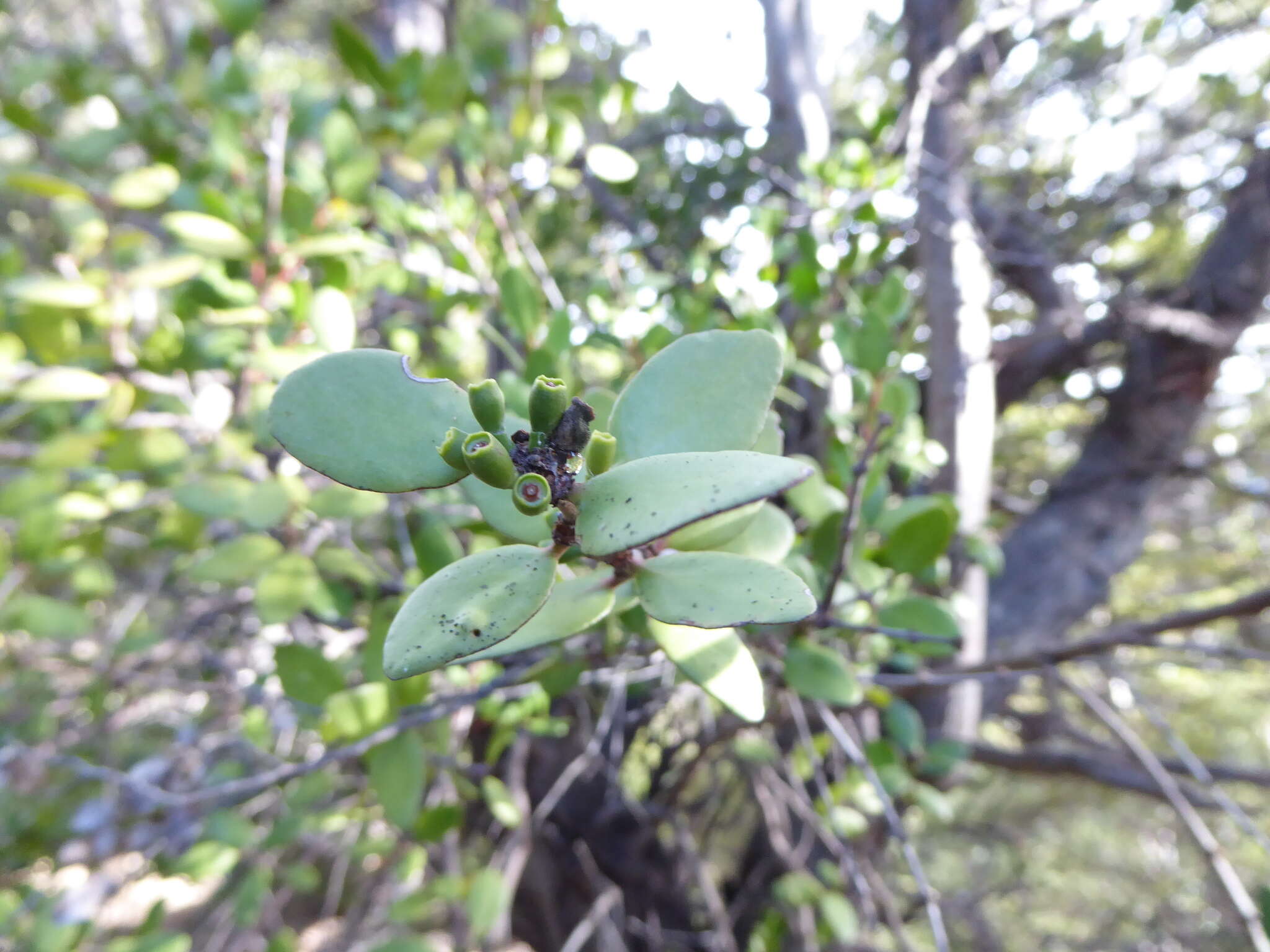 Image of Peraxilla tetrapetala (Tiegh.) Tiegh.