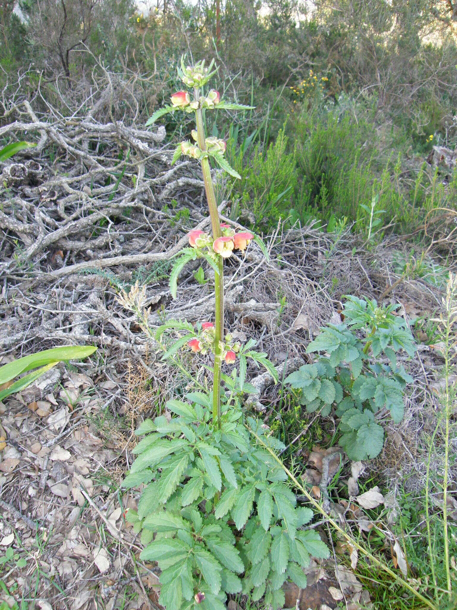 Scrophularia sambucifolia L. resmi
