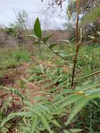 Senna scabriuscula (Vogel) H. S. Irwin & Barneby resmi