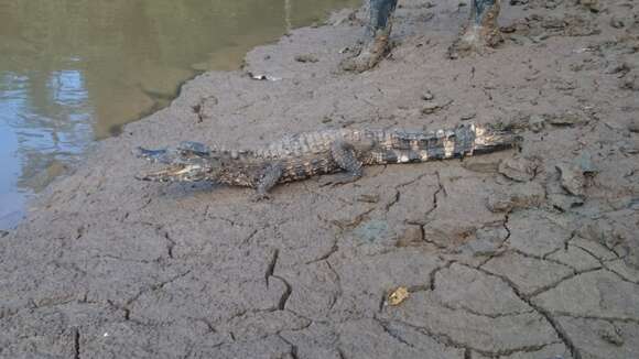 Image of Schneider's Smooth-fronted Caiman