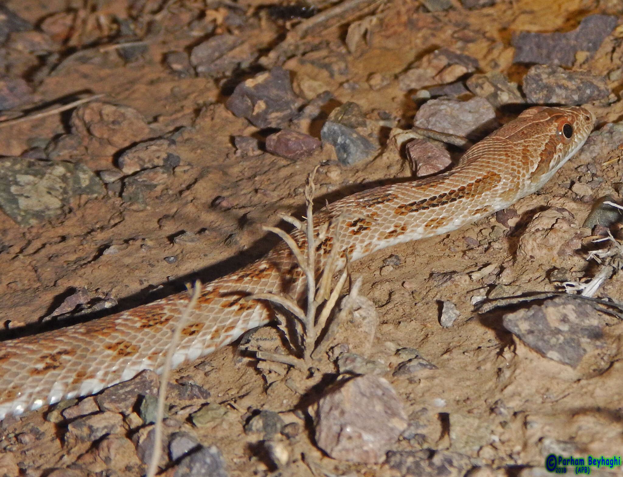 Image of Spalerosophis diadema schirazianus (Jan 1863)