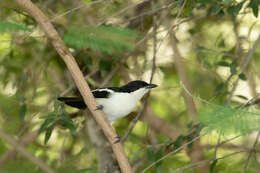 Image of Gabon Boubou