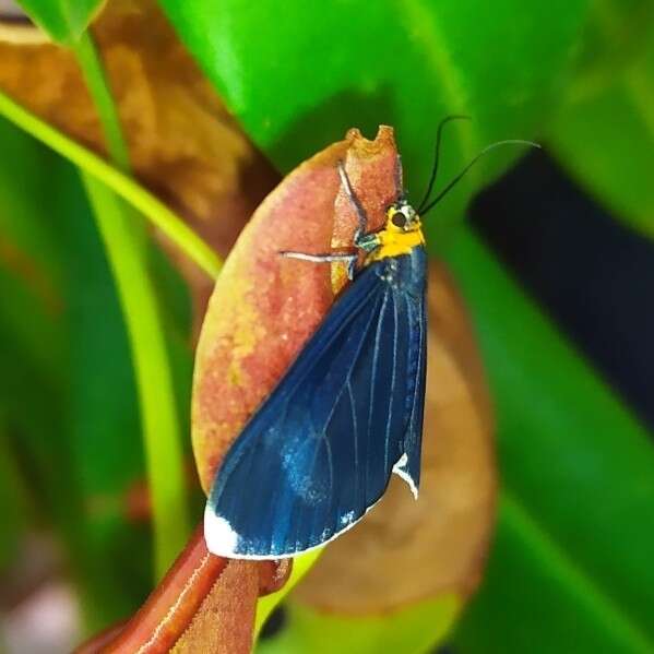 Plancia ëd Calodesma quadrimaculata Hering 1925